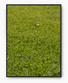 plakat-bez-ramy-a3-30x40-imp-trawa-17