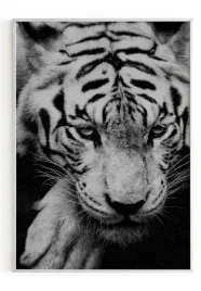 plakat-a4-21x30-w-ramie-m2p-tygrys-04