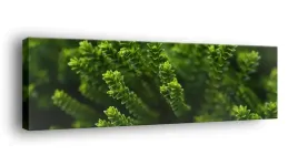 obraz-na-plotnie-145x45-m2p-rosliny-06-canvas