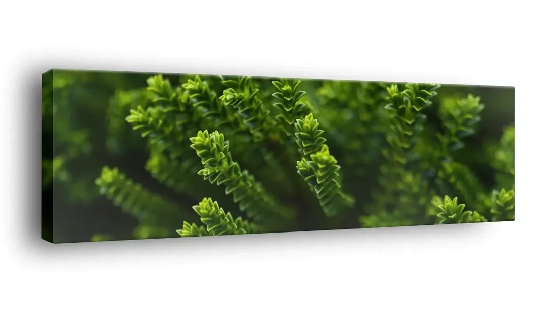 obraz-na-plotnie-145x45-m2p-rosliny-06-canvas