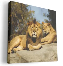 obraz-na-plotnie-40x40-m2p-sawanna-07-canvas-wzory