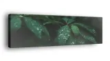 obraz-na-plotnie-145x45-m2p-rosliny-05-canvas