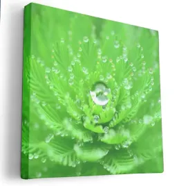obraz-na-plotnie-80x80-m2p-rosliny-13-canvas-wzory
