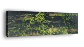 obraz-na-plotnie-145x45-m2p-rosliny-14-canvas