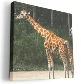 obraz-na-plotnie-80x80-m2p-sawanna-13-canvas-wzory