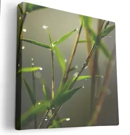 obraz-na-plotnie-40x40-m2p-rosliny-09-canvas-wzory