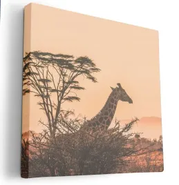 obraz-na-plotnie-80x80-m2p-sawanna-15-canvas-wzory