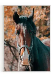 plakat-bez-ramy-a4-21x30-m2p-konie-12