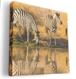 obraz-na-plotnie-40x40-m2p-sawanna-03-canvas-wzory
