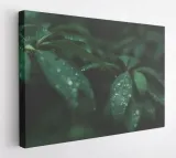 obraz-na-plotnie-100x75-m2p-rosliny-05-canvas