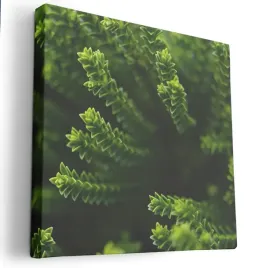 obraz-na-plotnie-80x80-m2p-rosliny-06-canvas-wzory