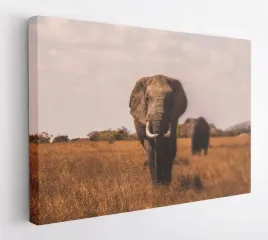 obraz-na-plotnie-100x75-m2p-sawanna-01-canvas