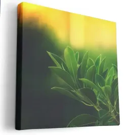 obraz-na-plotnie-80x80-m2p-rosliny-11-canvas-wzory