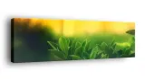 obraz-na-plotnie-145x45-m2p-rosliny-11-canvas