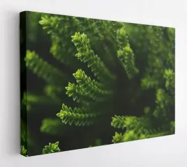 obraz-na-plotnie-100x75-m2p-rosliny-06-canvas