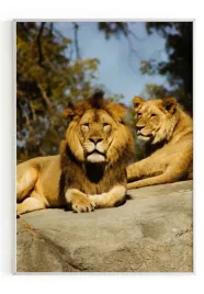 plakat-a3-30x40-w-ramie-m2p-sawanna-25