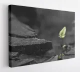 obraz-na-plotnie-100x75-m2p-rosliny-19-canvas