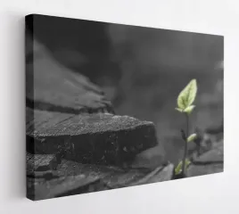 obraz-na-plotnie-100x75-m2p-rosliny-19-canvas