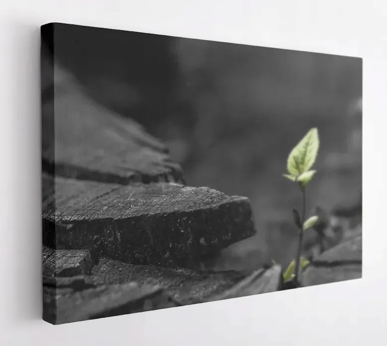 obraz-na-plotnie-100x75-m2p-rosliny-19-canvas
