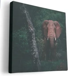 obraz-na-plotnie-40x40-m2p-sawanna-18-canvas-wzory
