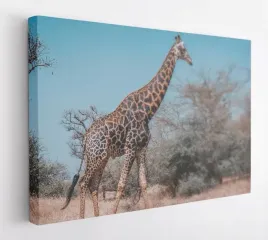 obraz-na-plotnie-100x75-m2p-sawanna-16-canvas