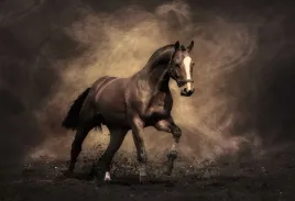 fototapeta-t4u-horse-02-368x254