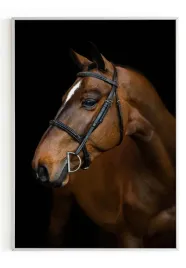 plakat-a4-21x30-w-ramie-m2p-konie-11