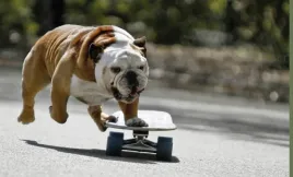 fototapeta-dmp-skateboard-06-254x184