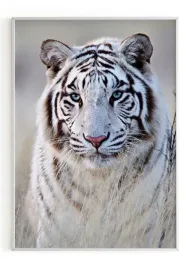 plakat-a4-21x30-w-ramie-m2p-tygrys-03