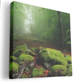 obraz-na-plotnie-80x80-m2p-las-07-canvas-wzory