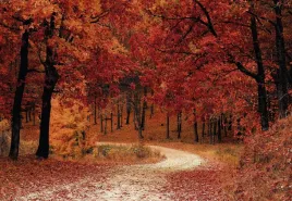 fototapeta-dmp-natura-10-368x254