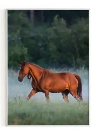 plakat-a3-30x40-w-ramie-m2p-konie-13