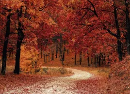fototapeta-dmp-natura-10-254x184