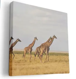 obraz-na-plotnie-80x80-m2p-sawanna-09-canvas-wzory
