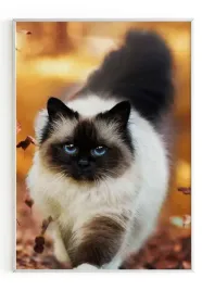 plakat-a3-30x40-w-ramie-m2p-kot-09
