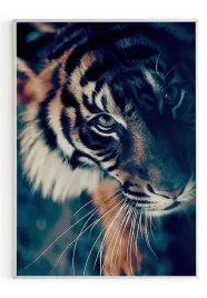 plakat-a3-30x40-w-ramie-m2p-tygrys-02