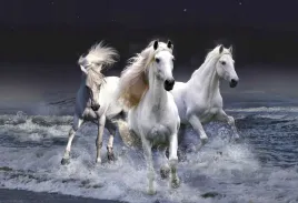 fototapeta-t4u-horse-01-152x104