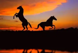 fototapeta-t4u-horse-06-152x104