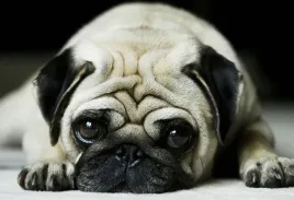 fototapeta-t4u-pies-06-416x254