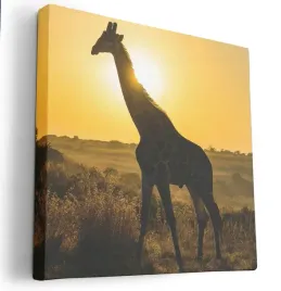 obraz-na-plotnie-80x80-m2p-sawanna-12-canvas-wzory