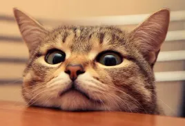 fototapeta-t4u-kot-06-416x254