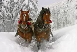 fototapeta-t4u-horse-10-416x254
