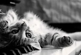 fototapeta-t4u-kot-07-416x254