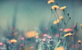 fototapeta-m2p-kwiaty-06-416x254