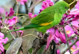 fototapeta-t4u-papuga-10-416x254