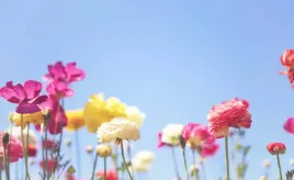 fototapeta-m2p-kwiaty-10-416x254