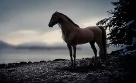 fototapeta-m2p-konie-10-416x254