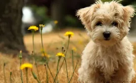 fototapeta-m2p-psy-09-416x254