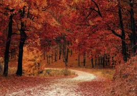 fototapeta-dmp-natura-10-312x219