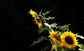 fototapeta-m2p-kwiaty-09-416x254